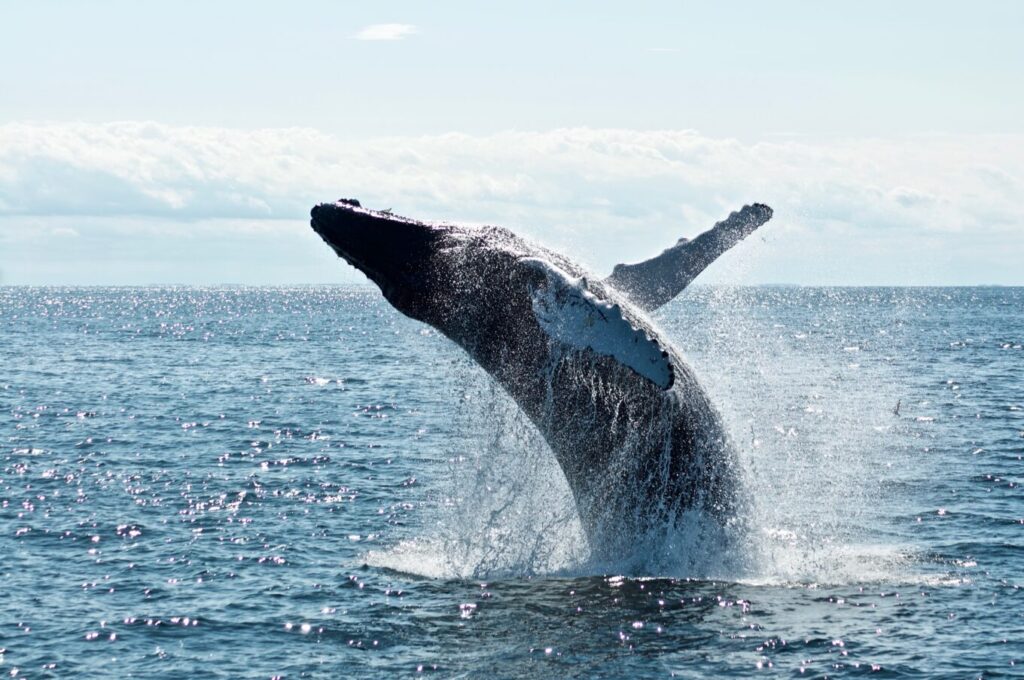 Whale Watching in Hawaii