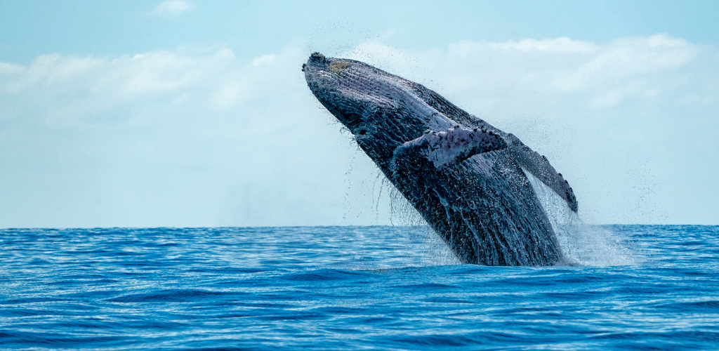 Tongan whale in Polynesia