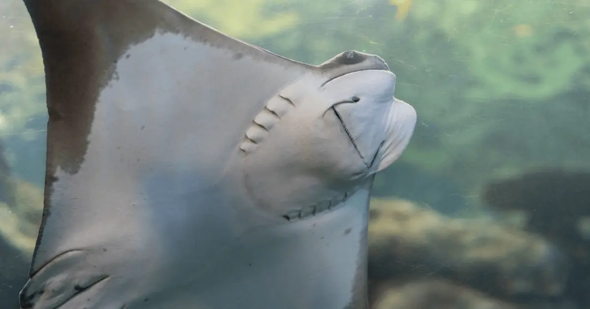Snorkel with sting rays - big island with kids