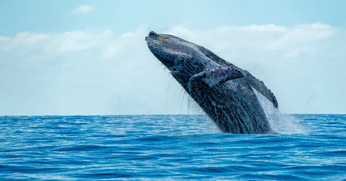 Humpback whale watching - spring on Hawaii's Big Island