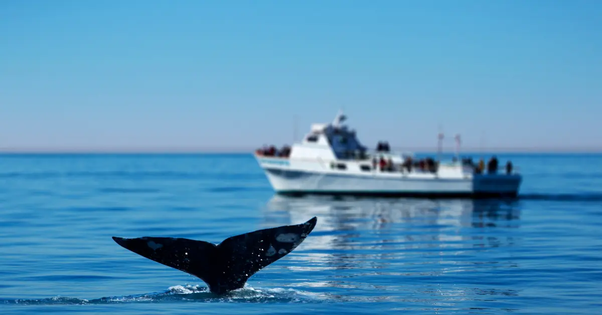Whale watching on Hawaii's Big Island