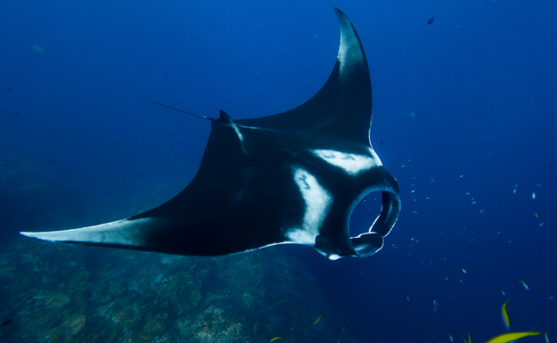 manta ray tour on big island