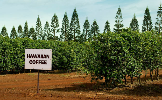 hawaii coffee farm on big island